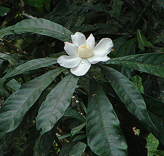 Gustavia hexapetala