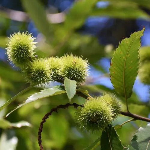 Castaño Americano (Castanea dentata) - PictureThis