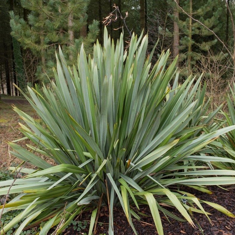 Optimal Soil Care for New zealand flax