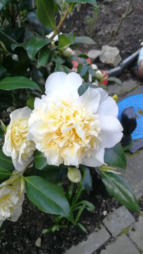 Japanese camellia 'Brushfield's Yellow'