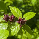 was ist bio dnger Bio Weinreben Dnger 1l fr kologischen Weinbau  weinliebe.de