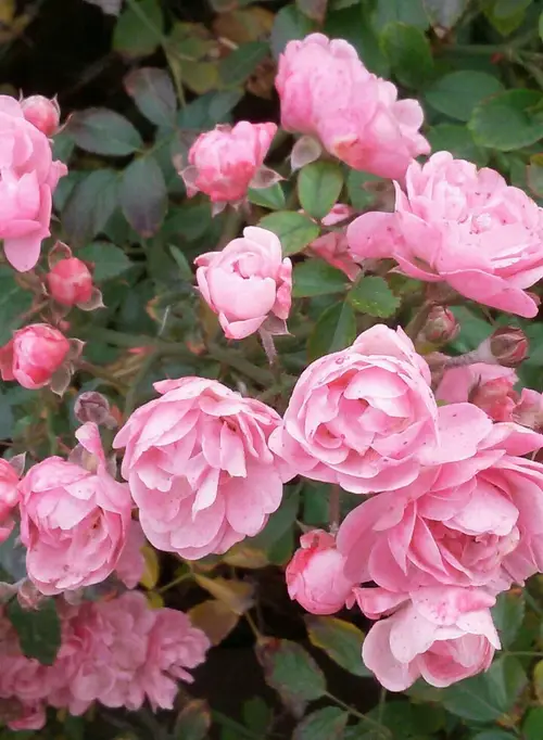Roses 'Stacey Sue'