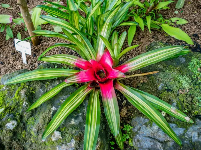 Blushing bromeliad 'Tricolor'