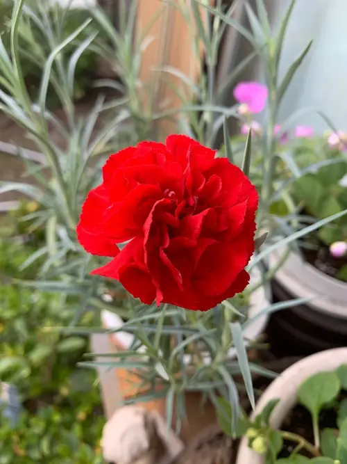 Dianthus 'Rose Joy'