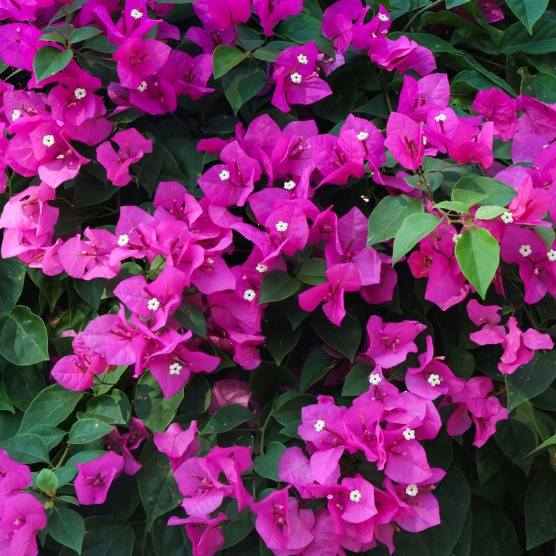 Wie man Prchtige Bougainvillea fr optimales Wachstum dngt?
