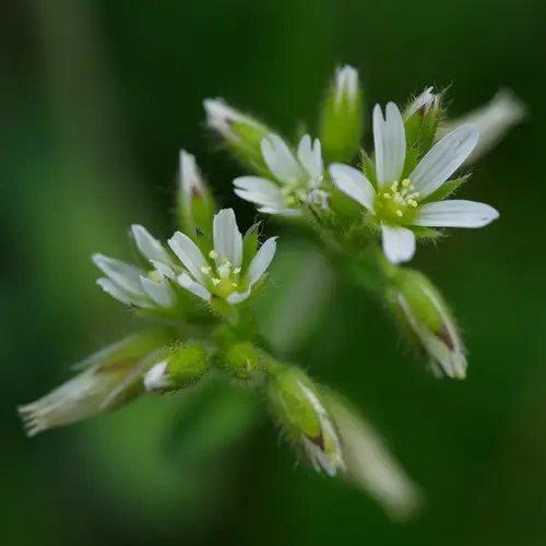 Oreja de ratón (Cerastium glomeratum) - PictureThis