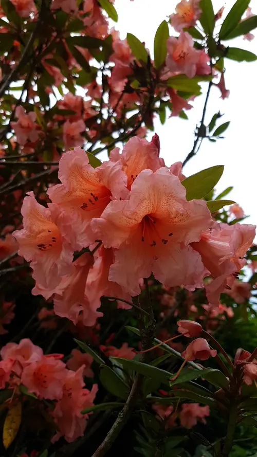 Rhododendron 'Tortoiseshell Orange'
