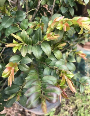 🍀 How to Grow and Care for Small persimmon