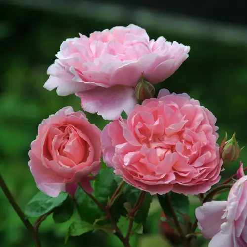 Roses 'Strawberry Hill'
