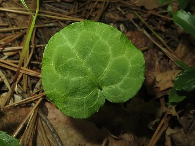 Kidney-leaf wintergreen