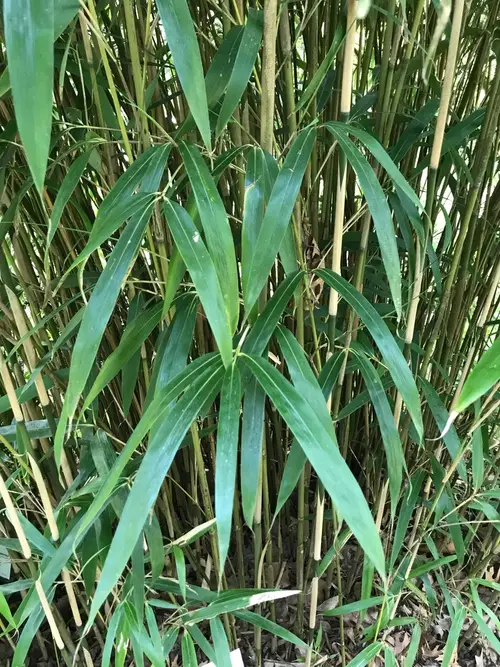 Bambu-japonês
