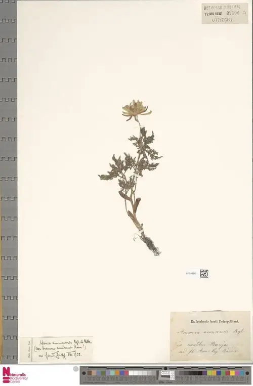 Amur anemone