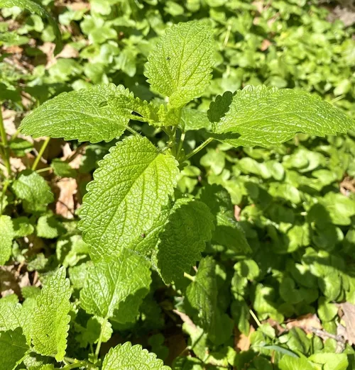 glasses planter GLASS PLANTER