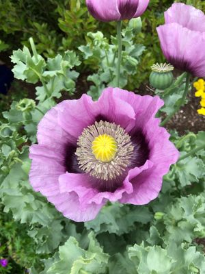 ケシ（芥子） 'Hungarian Blue'の育て方・栽培方法