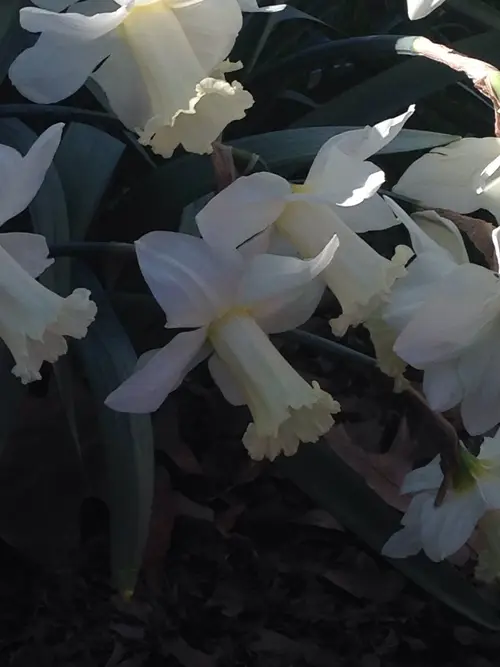 Daffodils 'W.P. Milner'