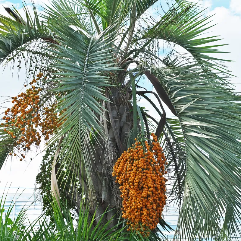 philodendron whipple way Philodendron 'Whipple Way' Sport  Safa Plant Co