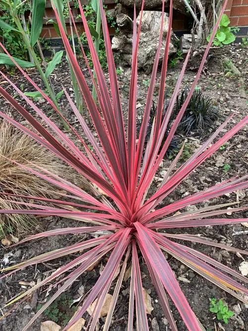 Cordyline australis 'Pink Star'