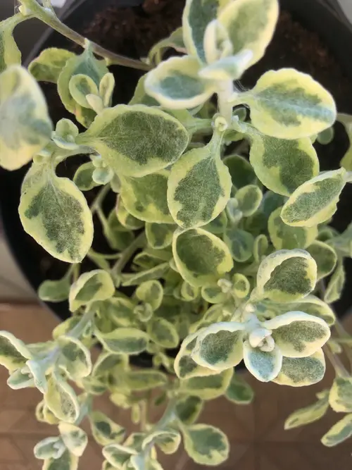 Helichrysum petiolare 'Variegatum'