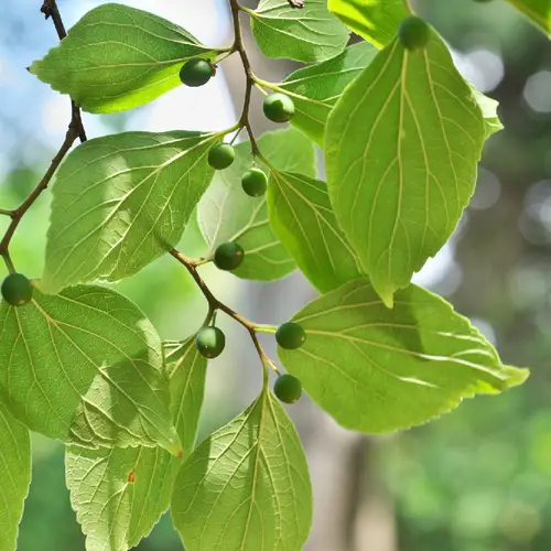 エノキ(榎) (Celtis sinensis) 花言葉,毒性,よくある質問 - PictureThis