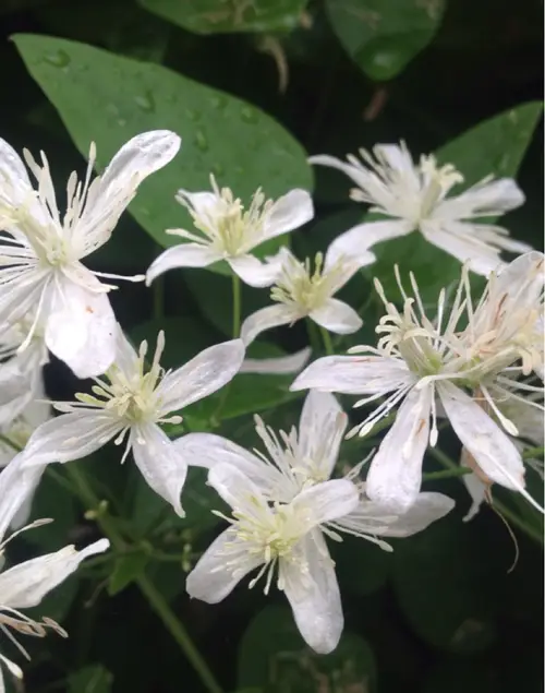 Chinese clematis