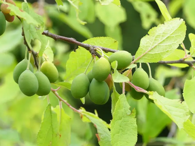 Prunus insititia 'Merryweather Damson'