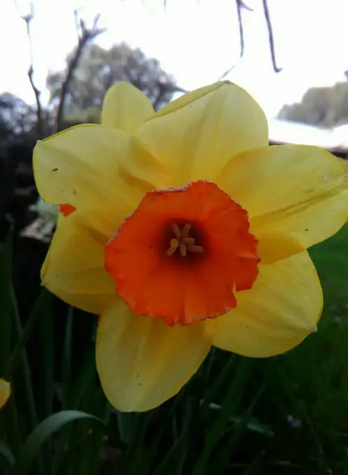 Daffodils 'Red Devon'