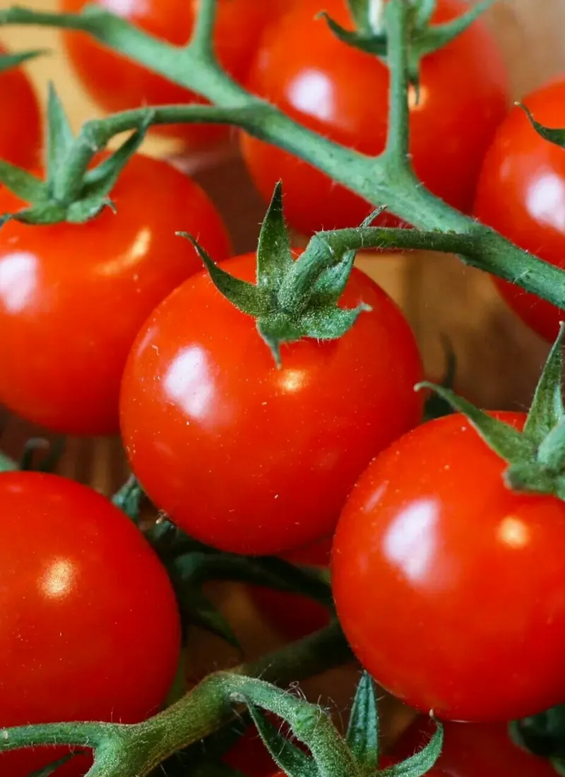 Cómo resolver problemas de plantas Solanum lycopersicum 'Bite Size', image size:800x1100