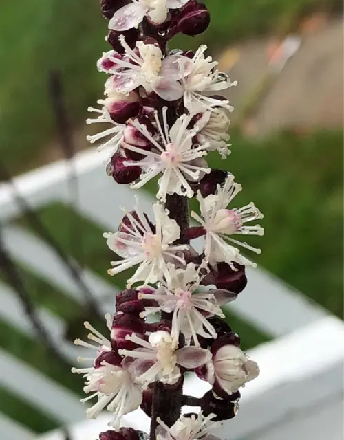 Actaea japonica
