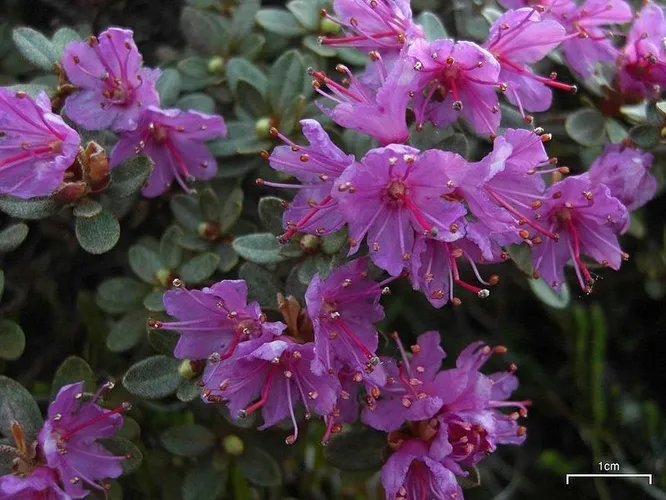 Lapland rosebay - Rhododendron lapponicum (Taxonomy, Characteristics,  Flower, Images)