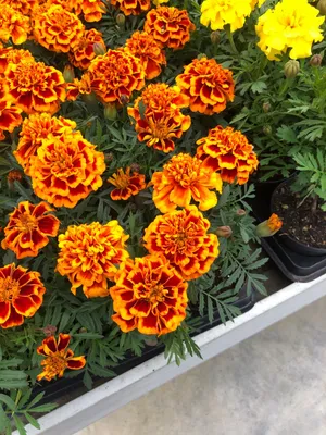 Semi Fiore Studentenblume 'Honeycomb' – Tagetes Patula, Resistente Alla Pioggia, Per Vasi