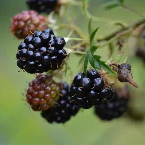 Cutleaf evergreen blackberry