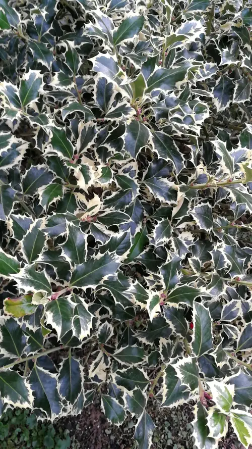 Common holly 'Handsworth New Silver'