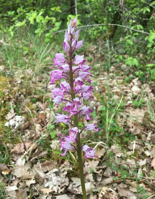 Orchis guerrier