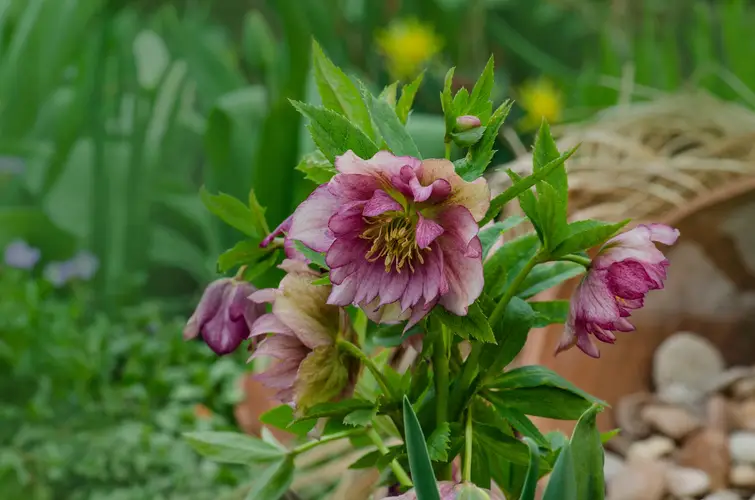 Helleborus × hybridus 'Double Ellen Purple'