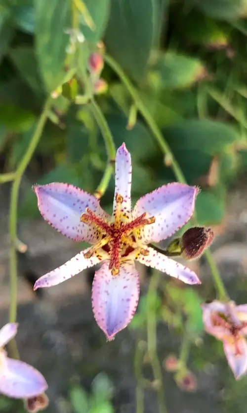 Tricyrtis lasiocarpa 'Taipei Silk'