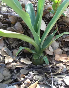 How to Grow and Care for False aloe
