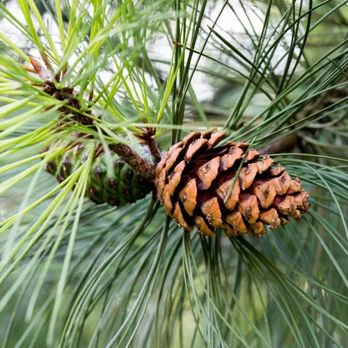 Ponderosa pine