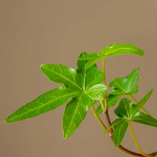 Discover the Amazing Benefits of Asterisk English Ivy for Your Home and  Garden