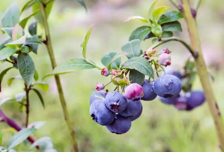 Highbush blueberry 'Bluecrop'