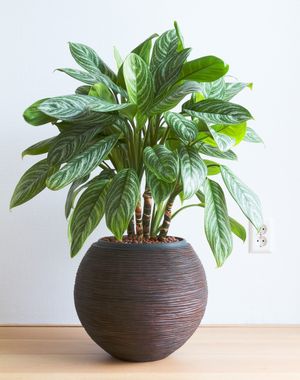 アグラオネマ 'Stripes' (Aglaonema 'Stripes') - PictureThis