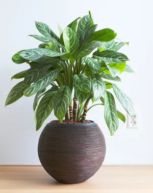 アグラオネマ　ストライプス　Aglaonema‘Stripes’ Aglaonema 'Stripes' - PictureThis