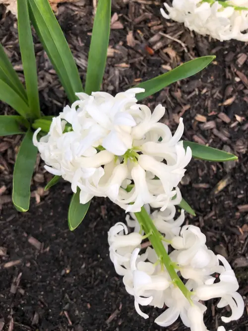 Common hyacinth 'Top White'