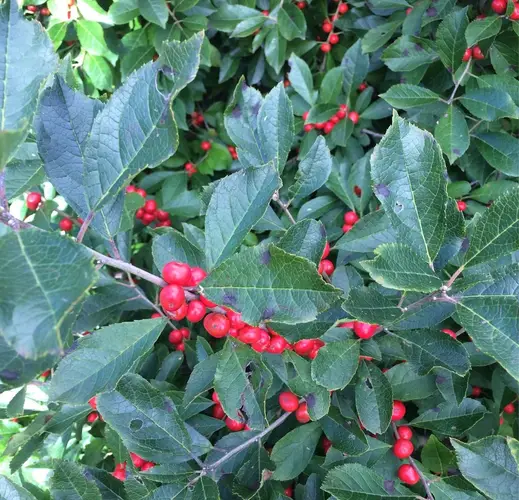 Common winterberry 'Red Sprite'