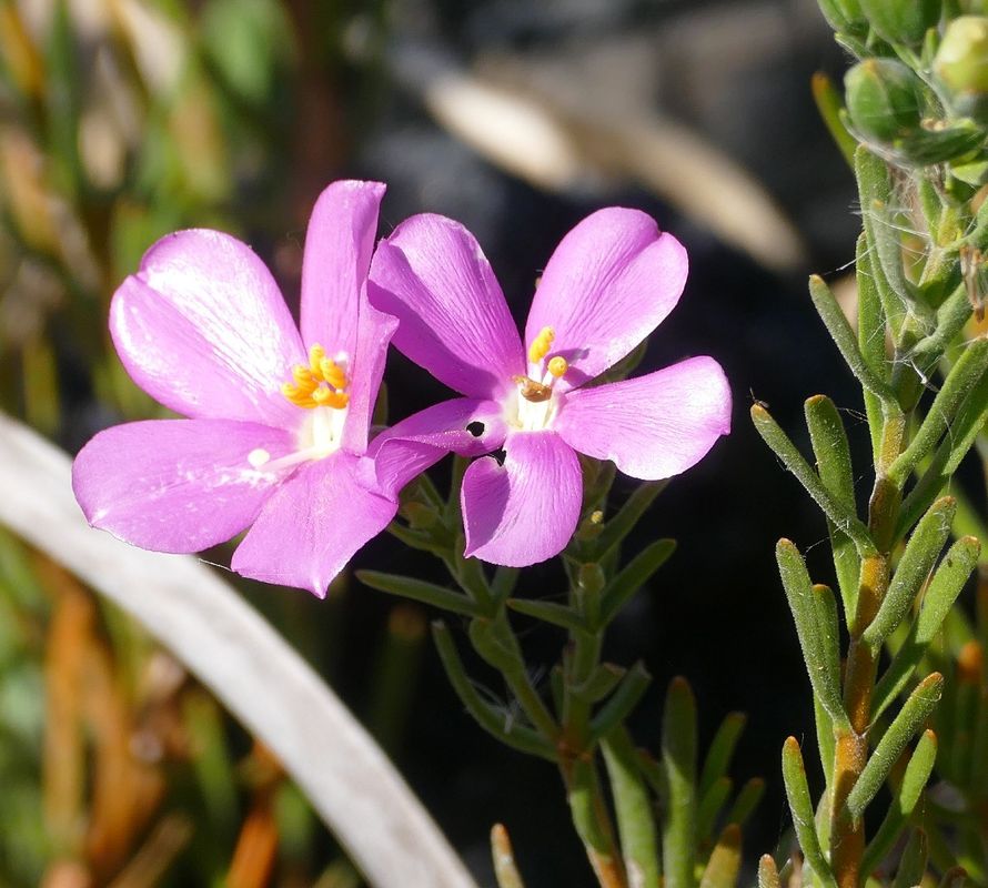 Discover the Top Benefits of Sea rose for Your Garden and Well-being