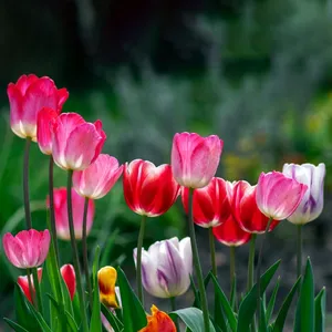 チューリップ (ケア, 特徴, 花, 画像)