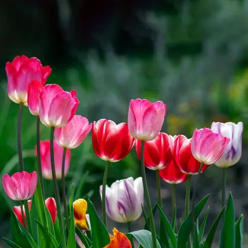 Tulipano di von Gesner