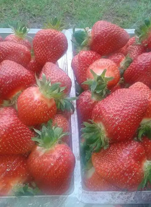 Garden strawberry 'Fort Laramie'