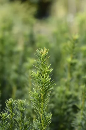 Common yew 'Fastigiata Robusta' (Taxus baccata 'Fastigiata Robusta') -  PictureThis
