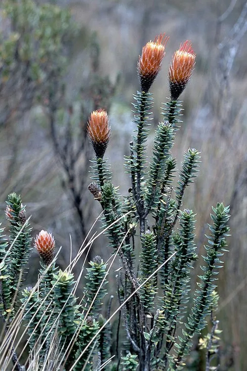 Flower of the andes (Chuquiraga jussieui) - PictureThis