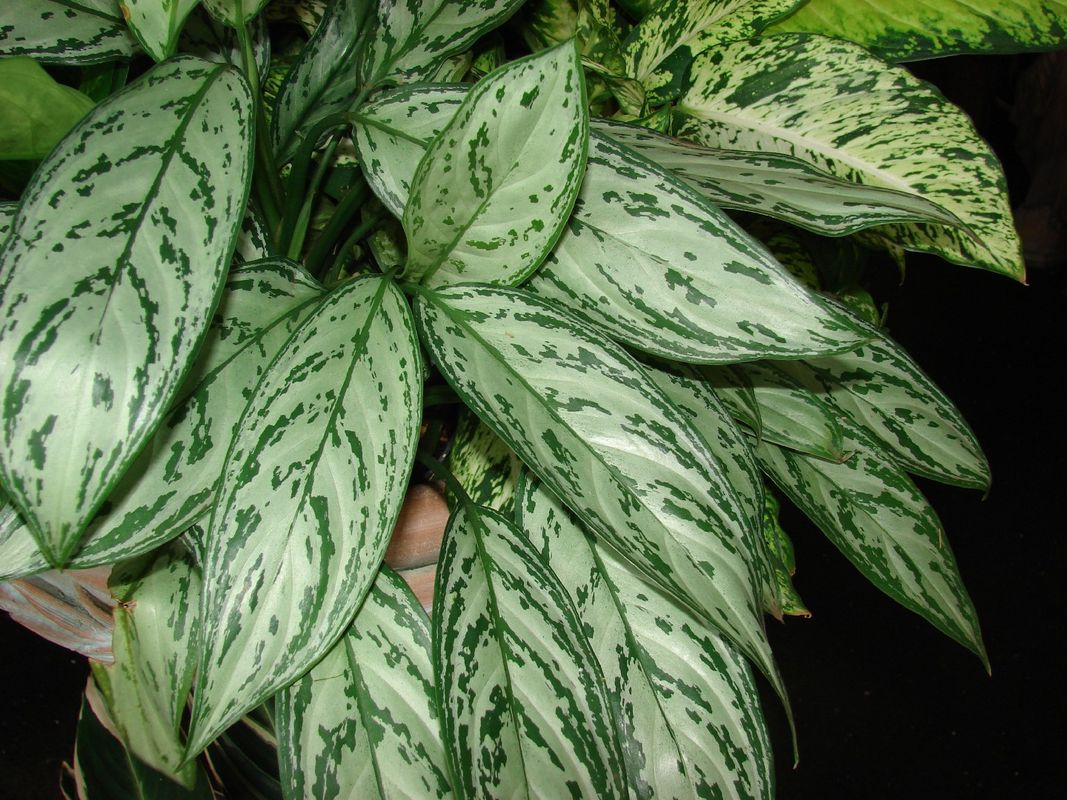 dracaena florida beauty 4' Florida Beauty plant